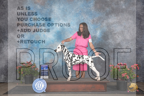 Dalmation #7 Sat WDBOW Judge Karen McFarlane __JP_5139_San Antonio_2024_HR3