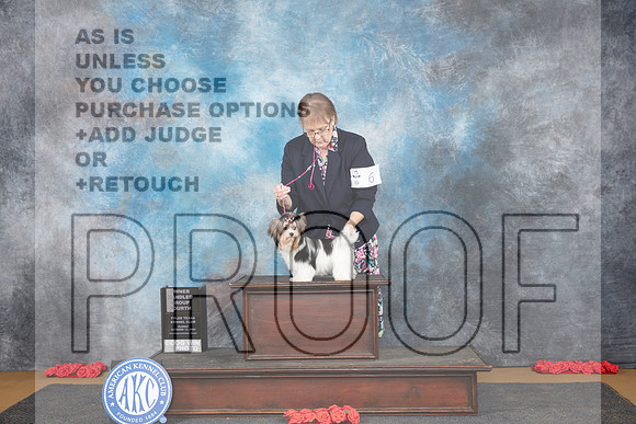 Biewer Terrier #6 Sun OHG4 Judge Beth Downey__JP_0841_Sulphur Springs_2024_HR3