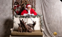 American Hairless Terrier Sun Emily Rose