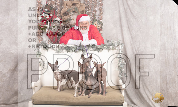 American Hairless Terrier Sun Emily Rose-_MJ_8109-DallasDec2021_HR3