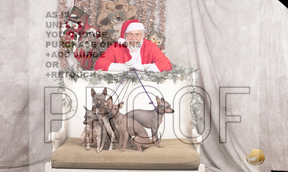 American Hairless Terrier Sun Emily Rose-_MJ_8107-DallasDec2021_HR3