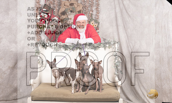 American Hairless Terrier Sun Emily Rose-_MJ_8108-DallasDec2021_HR3