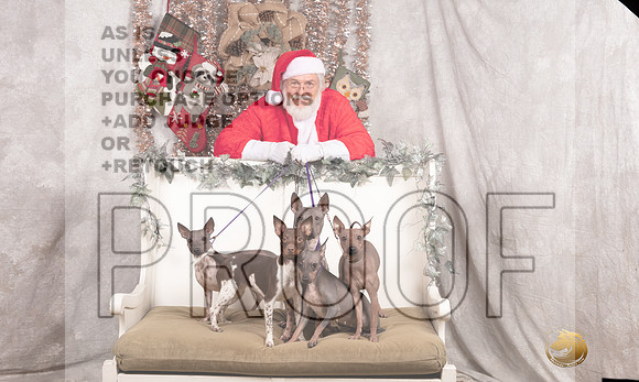 American Hairless Terrier Sun Emily Rose-_MJ_8114-DallasDec2021_HR3