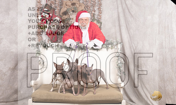 American Hairless Terrier Sun Emily Rose-_MJ_8120-DallasDec2021_HR3
