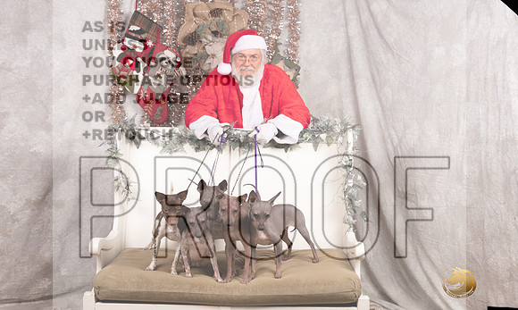 American Hairless Terrier Sun Emily Rose-_MJ_8124-DallasDec2021_HR3