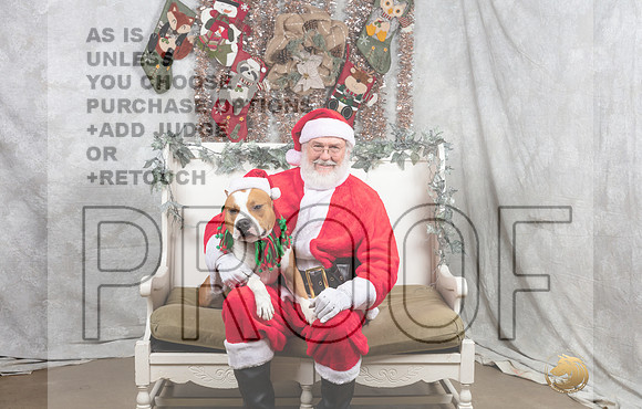 American Staffordshire Terrier Fri-_MJ_7371-DallasDec2021_HR3