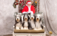 Bearded Collies Sat Texas Beardies