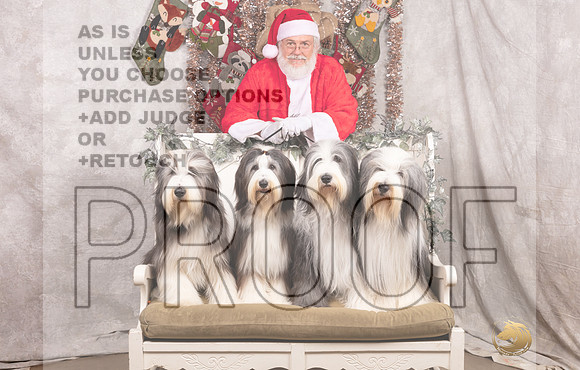 Bearded Collies Sat Texas Beardies-_MJ_7510-DallasDec2021_HR3