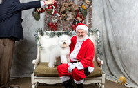 Bichon Fri David