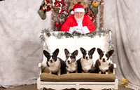 Cardigan Welsh Corgi Sat List Anderson