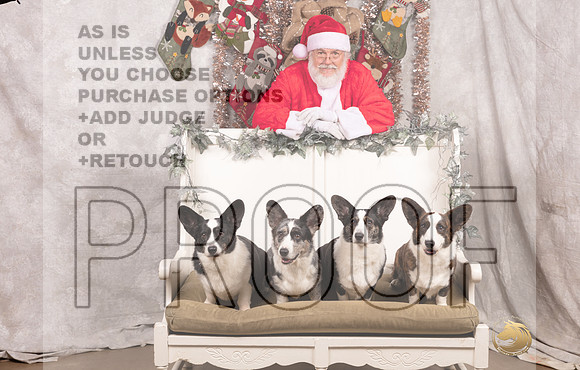 Cardigan Welsh Corgi Sat List Anderson-_MJ_7586-DallasDec2021_HR3