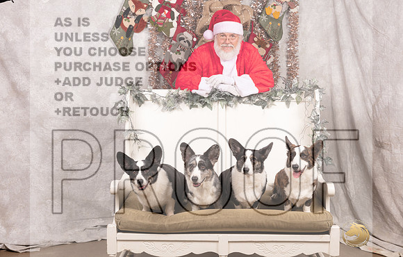 Cardigan Welsh Corgi Sat List Anderson-_MJ_7589-DallasDec2021_HR3