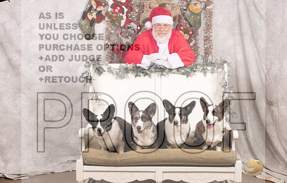 Cardigan Welsh Corgi Sat List Anderson-_MJ_7588-DallasDec2021_HR3
