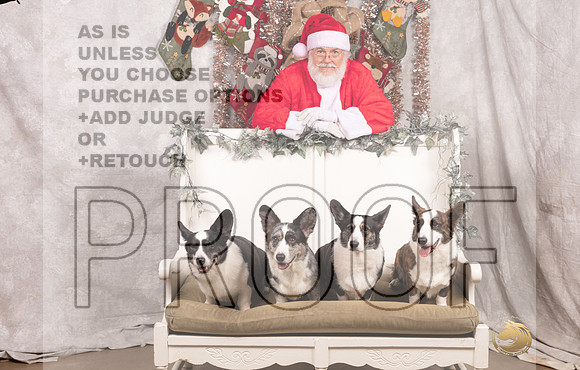 Cardigan Welsh Corgi Sat List Anderson-_MJ_7590-DallasDec2021_HR3