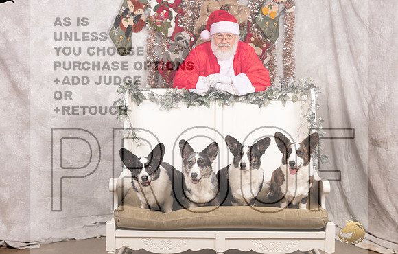 Cardigan Welsh Corgi Sat List Anderson-_MJ_7592-DallasDec2021_HR3