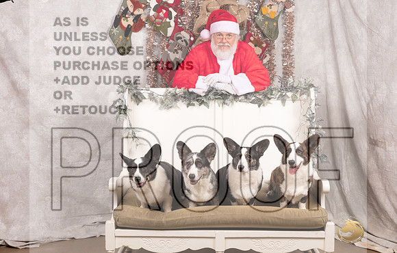 Cardigan Welsh Corgi Sat List Anderson-_MJ_7591-DallasDec2021_HR3