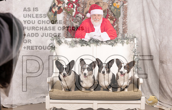 Cardigan Welsh Corgi Sat List Anderson-_MJ_7595-DallasDec2021_HR3