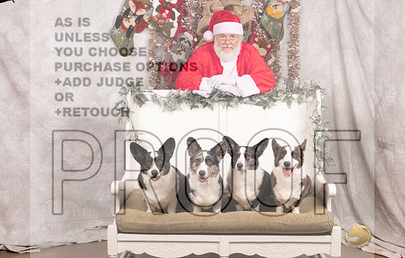 Cardigan Welsh Corgi Sat List Anderson-_MJ_7599-DallasDec2021_HR3