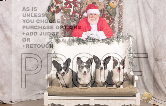 Cardigan Welsh Corgi Sat List Anderson-_MJ_7606-DallasDec2021_HR3