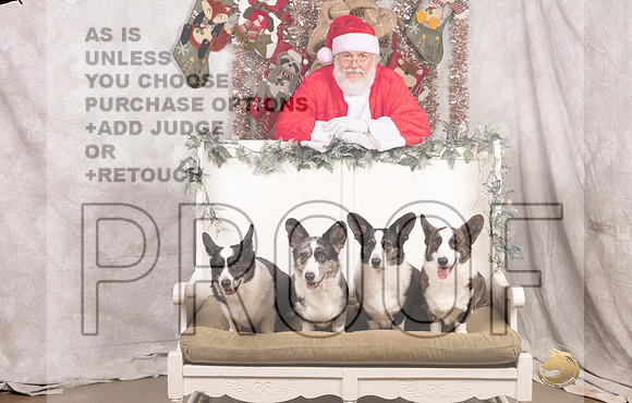 Cardigan Welsh Corgi Sat List Anderson-_MJ_7609-DallasDec2021_HR3