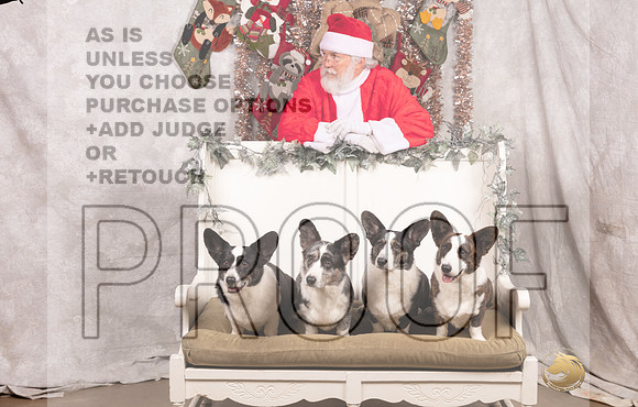 Cardigan Welsh Corgi Sat List Anderson-_MJ_7610-DallasDec2021_HR3