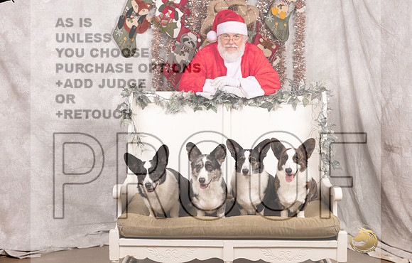 Cardigan Welsh Corgi Sat List Anderson-_MJ_7608-DallasDec2021_HR3
