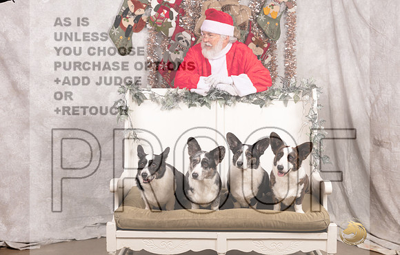 Cardigan Welsh Corgi Sat List Anderson-_MJ_7612-DallasDec2021_HR3