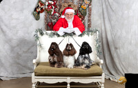 Cocker Spaniels Fri Vanita Ellis