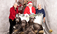 Irish Wolfhounds Sun