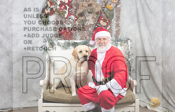 Labrador Retriever Sat Oscar-_MJ_7446-DallasDec2021_HR3