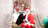 Labrador Retriever Sun Madison
