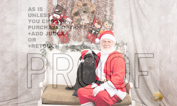 Labrador Retriever Sun Madison-_MJ_7906-DallasDec2021_HR3