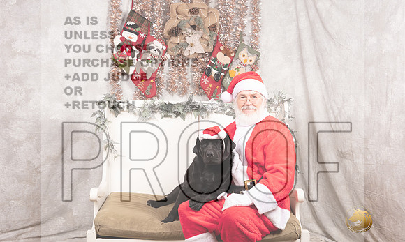 Labrador Retriever Sun Madison-_MJ_7908-DallasDec2021_HR3