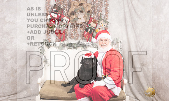 Labrador Retriever Sun Madison-_MJ_7909-DallasDec2021_HR3