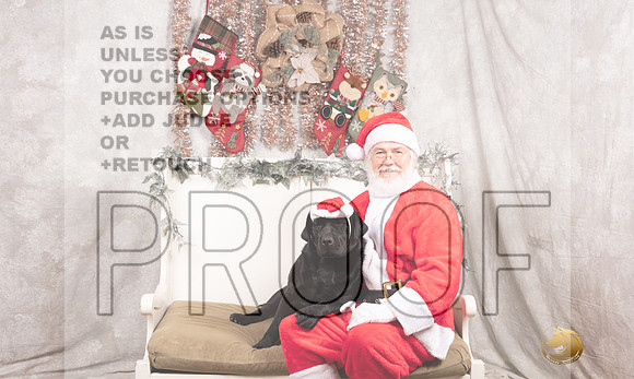 Labrador Retriever Sun Madison-_MJ_7910-DallasDec2021_HR3