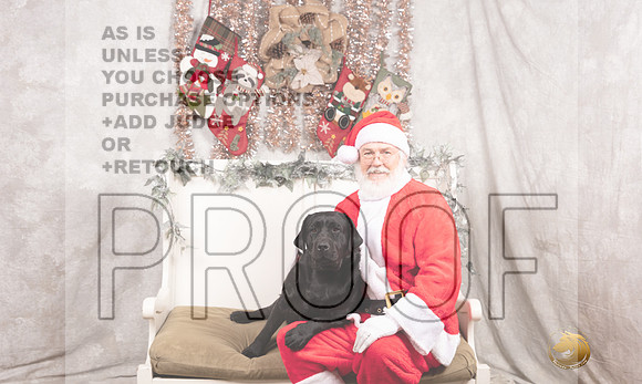 Labrador Retriever Sun Madison-_MJ_7917-DallasDec2021_HR3