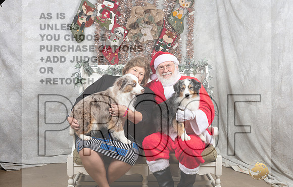 Miniature American Shepherd Fri Irene Haefner-_MJ_7384-DallasDec2021_HR3