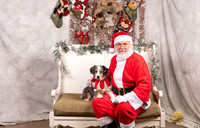 Miniature American Shepherd Sat 1