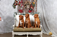 Nova Scotia Duck Tolling Retriever Fri Megan