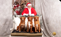 Nova Scotia Duck Tolling Retriever Sun Cindy Hanson