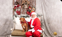 Nova Scotia Duck Tolling Retriever Sun Drew Conserva