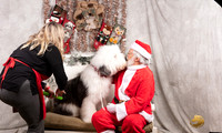 Old English Sheepdog Sun Kristen Darley