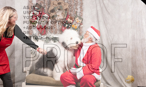 Old English Sheepdog Sun Kristen Darley-_MJ_8140-DallasDec2021_HR3