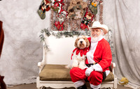 PBGV Sat Picasso Brianne Major