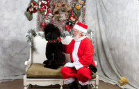 Poodle Std Fri Paige Randel