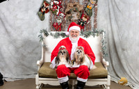 Shih Tzu Fri Lisa Mahon