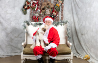 Tibetan Terrier Fri Sassy Livingston