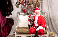 Weimaraner Sat Audrey Cici