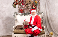 Weimaraner Sat Henry