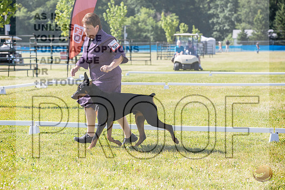 Doberman Pinscher Ring Fri_JJL_2193_Premier_2024_HR3